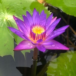 Meet your Posher, Aline